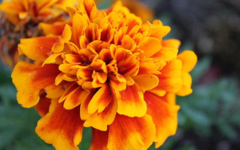 Marigold flower in bloom.